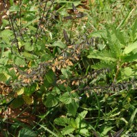 Salvia tiliifolia Vahl